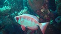 Fish of the Red Sea. Common bigeye Priacanthus hamrur fish slowly swims over a coral reef