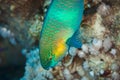 Fish of the Red Sea, Daisy Parrotfish Royalty Free Stock Photo