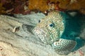 Fish of the Red Sea, Greasy Arabian grouper