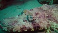 Fish of the Red Sea. Lying on the bottom Carpet flathead Papilloculiceps longiceps, Egypt, Abu Dabb