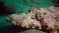 Fish of the Red Sea. Lying on the bottom Carpet flathead Papilloculiceps longiceps, Egypt, Abu Dabb