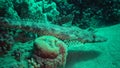 Fish of the Red Sea. Lying on the bottom Carpet flathead Papilloculiceps longiceps, Egypt, Abu Dabb