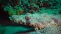 Fish of the Red Sea. Lying on the bottom Carpet flathead Papilloculiceps longiceps, Egypt, Abu Dabb