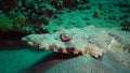 Fish of the Red Sea. Lying on the bottom Carpet flathead Papilloculiceps longiceps, Egypt, Abu Dabb