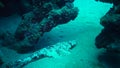 Fish of the Red Sea. Lying on the bottom Carpet flathead Papilloculiceps longiceps, Egypt, Abu Dabb