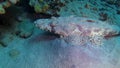 Fish of the Red Sea. Lying on the bottom Carpet flathead Papilloculiceps longiceps, Egypt, Abu Dabb