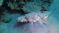 Fish of the Red Sea. Lying on the bottom Carpet flathead Papilloculiceps longiceps, Egypt, Abu Dabb