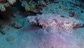 Fish of the Red Sea. Lying on the bottom Carpet flathead Papilloculiceps longiceps, Egypt, Abu Dabb