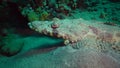 Fish of the Red Sea. Lying on the bottom Carpet flathead Papilloculiceps longiceps, Egypt, Abu Dabb