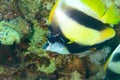 Fish of the Red Sea, Red sea bannerfish