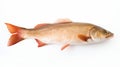 Tonal Sharpness: Red Basa Fish On White Background