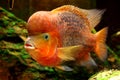 Fish Redheaded Cichlid Royalty Free Stock Photo