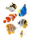 Fish, reef fish, marine fish party isolated on whi