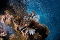 Fish in the reef, Red Sea, Egypt, Sinai