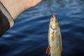 fish roach in the hand of angler