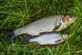 Fish roach and ide on the grass. Fresh. Royalty Free Stock Photo