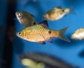 Fish Rosy Barb swimming in freshwater aquarium Royalty Free Stock Photo