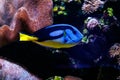 Fish Royal Blue Surgeon - Paracanthurus hepatus