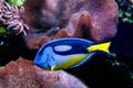 Fish Royal Blue Surgeon - Paracanthurus hepatus
