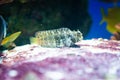 Salarias fasciatus, Banded Blenny, Banded Jewelled-Blenny, Jewel