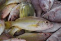 Fish for sale at Barkha Fish Market, Muscat