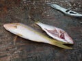 Fish for sale at a caribbean market.