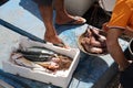 Fish sale in the fishing port of the small village of Cetara