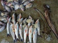 fish sale in Indian fish Bazar HD