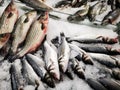 Fish for sale - sea bass, bighead carp and trouts