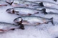 Fish salmon trout on ice, sale of frozen fish in a grocery hypermarket Royalty Free Stock Photo