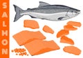 Fish salmon vector illustration