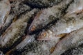 Fish in a salt close up. Salting fresh roach fish for subsequent drying Royalty Free Stock Photo