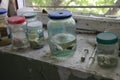 Fish samples at Chornobyl zone