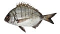 Fish sargo, white seabream isolated on white background Diplodus sargus Royalty Free Stock Photo