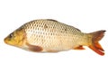 Fish sazan on white background Royalty Free Stock Photo