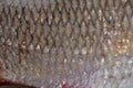 The fish scale close up. Real Ide Fish Scales Background Royalty Free Stock Photo