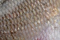 The fish scale close up. Real Ide Fish Scales Background Royalty Free Stock Photo