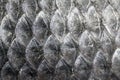 fish scale texture Royalty Free Stock Photo