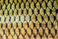 Fish scale texture close up Royalty Free Stock Photo