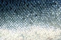 Fish scales Royalty Free Stock Photo