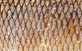 The fish scales background close up. Gold color. Royalty Free Stock Photo