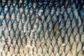 The fish scales background close up. Gold and silver colors. Royalty Free Stock Photo