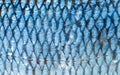 The fish scales background close up. Silver color. Royalty Free Stock Photo