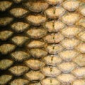 Fish scales - close up. Royalty Free Stock Photo