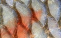 Fish scales - closeup. Royalty Free Stock Photo