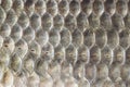 Fish scales, crucian carp background, cartilaginous fish, macro, close-up Royalty Free Stock Photo