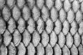 Fish scales Royalty Free Stock Photo