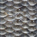 Fish scales seamless pattern