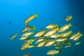 Fish school Royalty Free Stock Photo