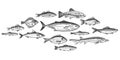 Fish school. Hand drawn fishes shoal, underwater marine ecosystem, sea and river inhabitants vintage engraved style